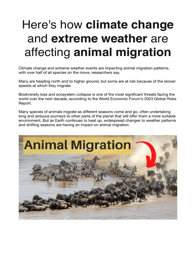 Climate Change's Impact on Animal Migration | PDF | Salmon | Bird Migration