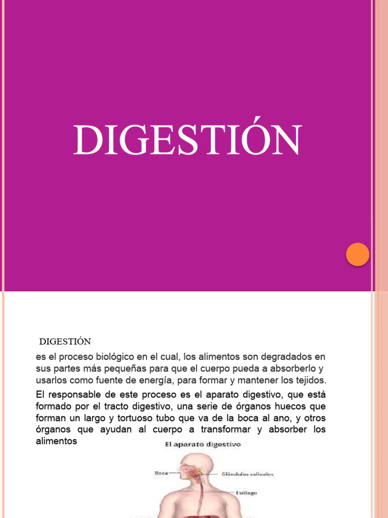 Digestión Descargar Gratis Pdf Digestión Tracto Gastrointestinal