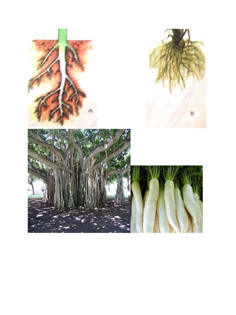 rễ cây | PDF