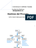 Destinos Del Piruvato