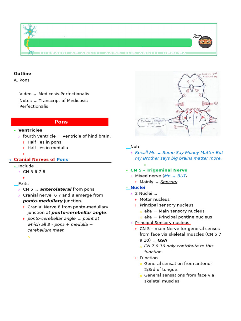 Pons Anatomy - Medicosis Perfectionalis Notes | PDF | Brainstem ...