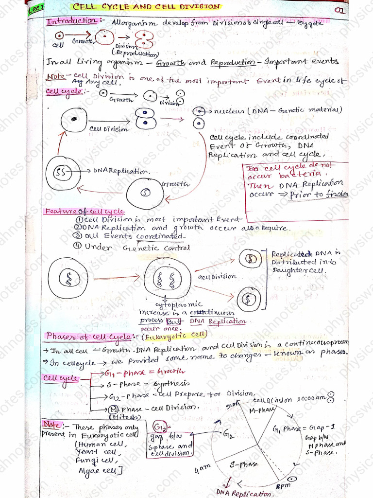 Cell Cycle and Cell Division | PDF