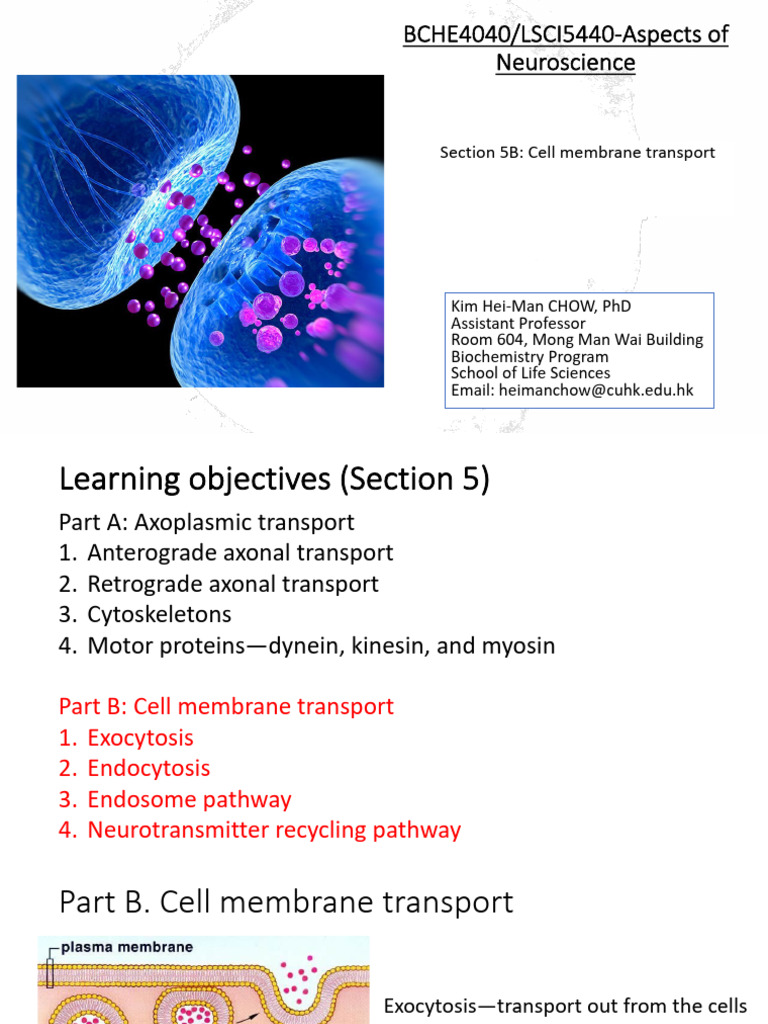 Cell Membrane Transport in Neuroscience | PDF | Vesicle (Biology And ...