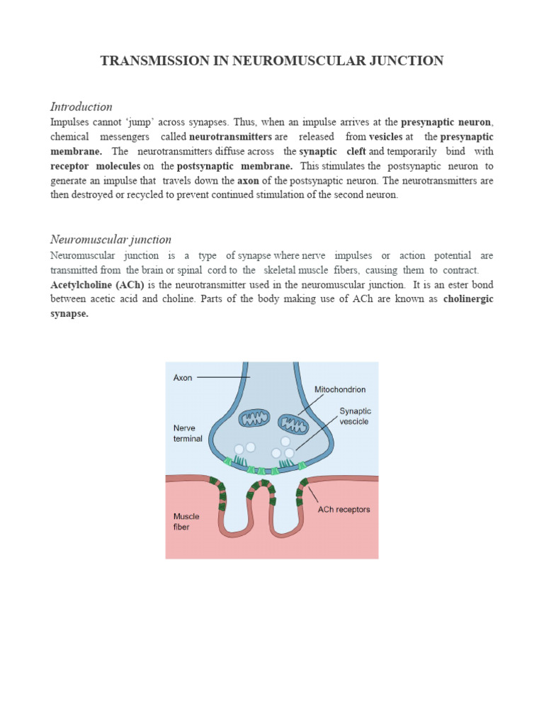 Neuromuscular Junction Transmission Explained | PDF | Science & Mathematics