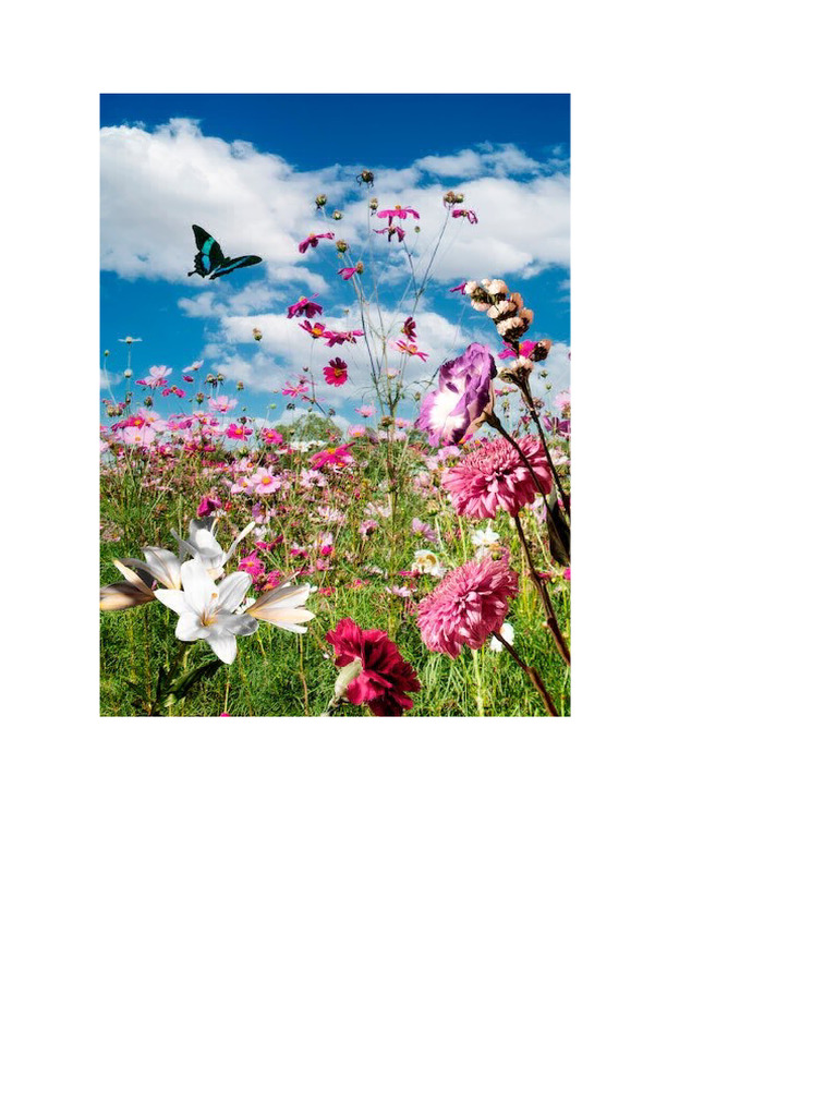 Fleur 2 | PDF