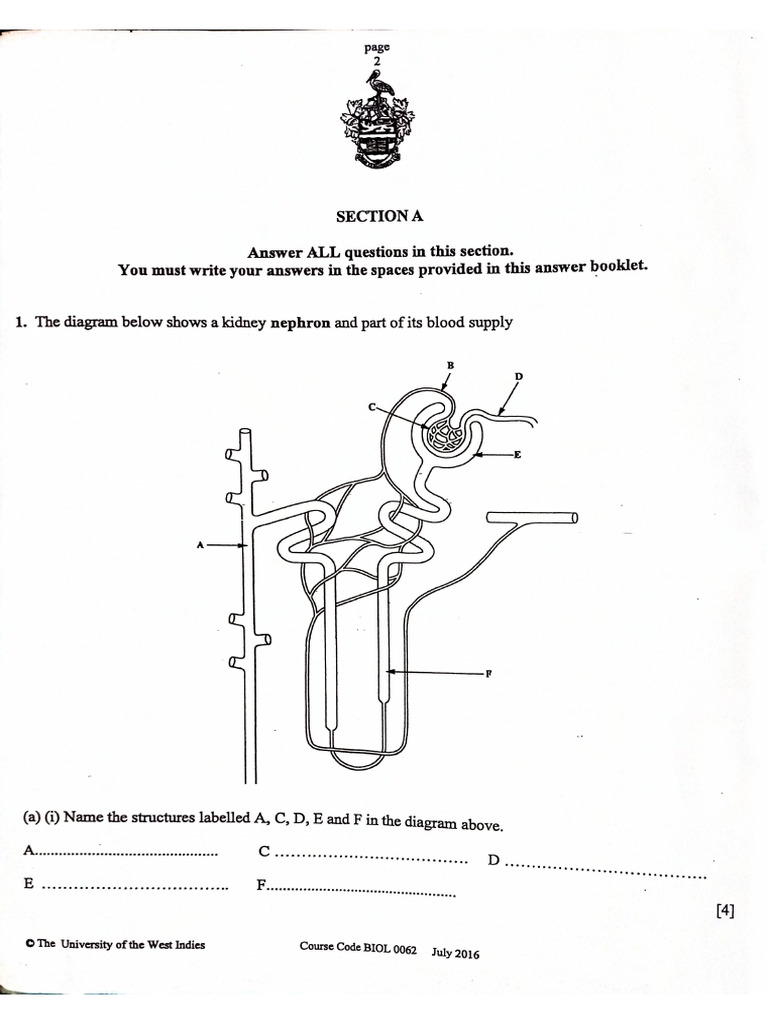 Tutorial 6 Excretion Pdf