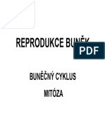 k04čb Buncykl+mitóza+meióza+smrt BB