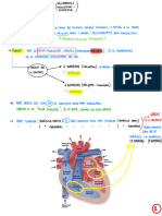 T4 - Ap. Circulatori I Excretor