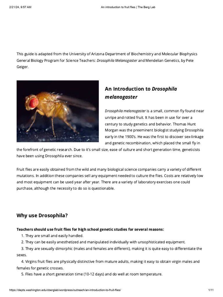 An Introduction To Fruit Flies - The Berg Lab | PDF | Dominance ...