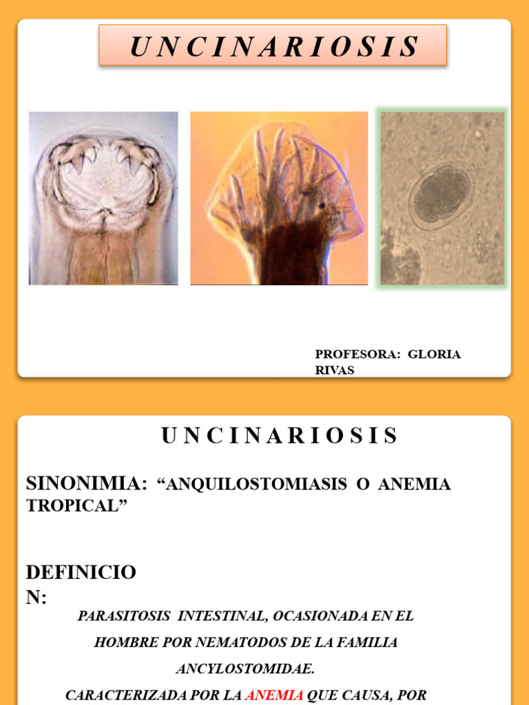 UNCINARIAS | PDF | Nematodo | Inflamación