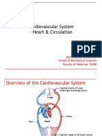 7 - Cardiovascular System