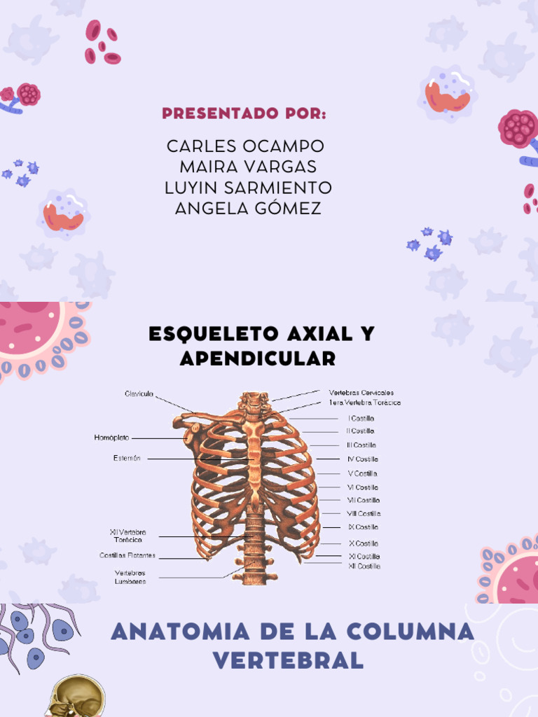 Anatomía y Curvaturas de la Columna | PDF | La columna vertebral | Vértebra