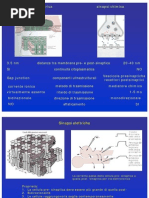 Neurofisio - Sinapsi, Secondi Messaggeri Neurotrasmettitori