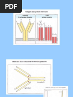 Antibodies