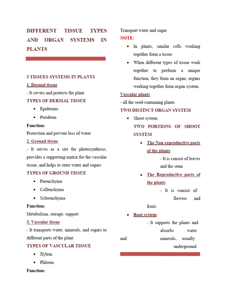 Different Tissue Types and Organ Systems in Plants | PDF | Tissue ...