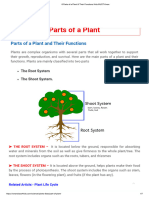 6 Parts of A Plant & Their Functions Kids MUST Know