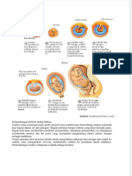 Perkembangan Embrio Dalam Rahim