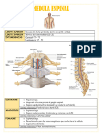 Anatomía- Médula espinal