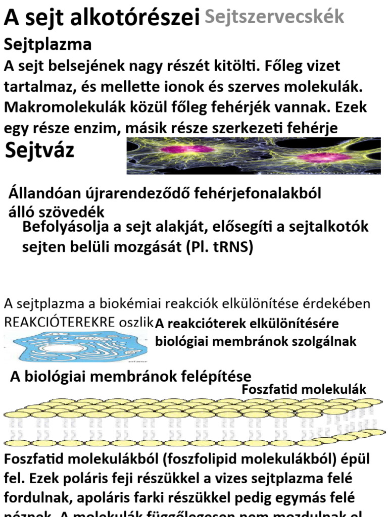 Sejt Részeii.2020 | PDF