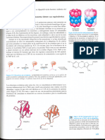 Análogos procarióticos de la vía de la ubiquitina y el proteosoma libro bioquímica pag 655