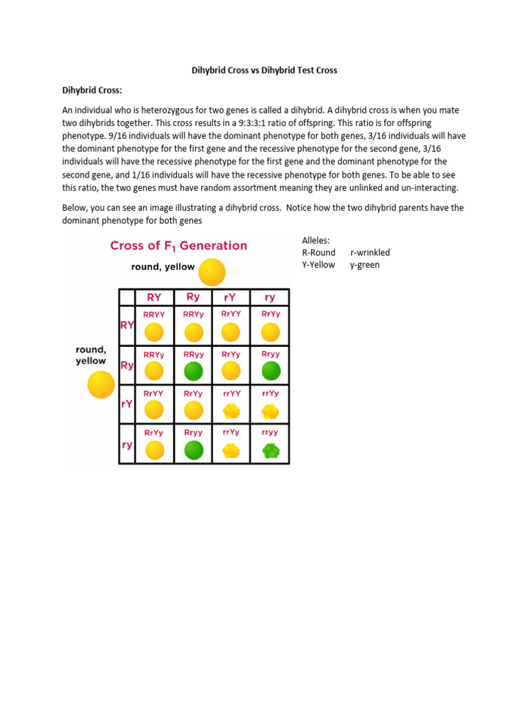 Image 2 for Dihybrid Cross Worksheet Answers