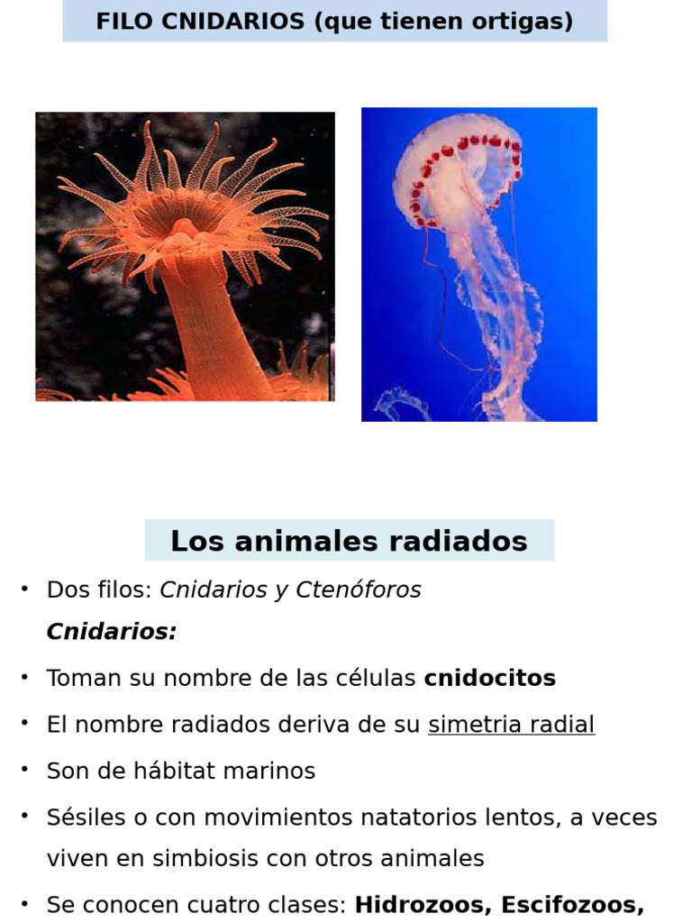 Animales Radiados 1 | PDF | Zoología | Biología