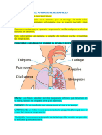 El Aparato Respitorio
