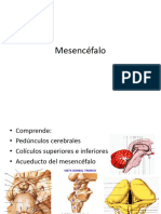 Mesencéfalo Cerebro2024