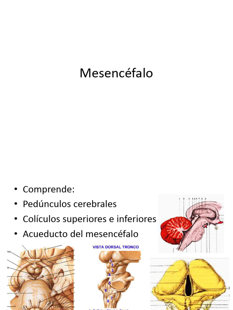 Mesencéfalo Cerebro2024 | Descargar gratis PDF | Anatomía humana | Cerebro