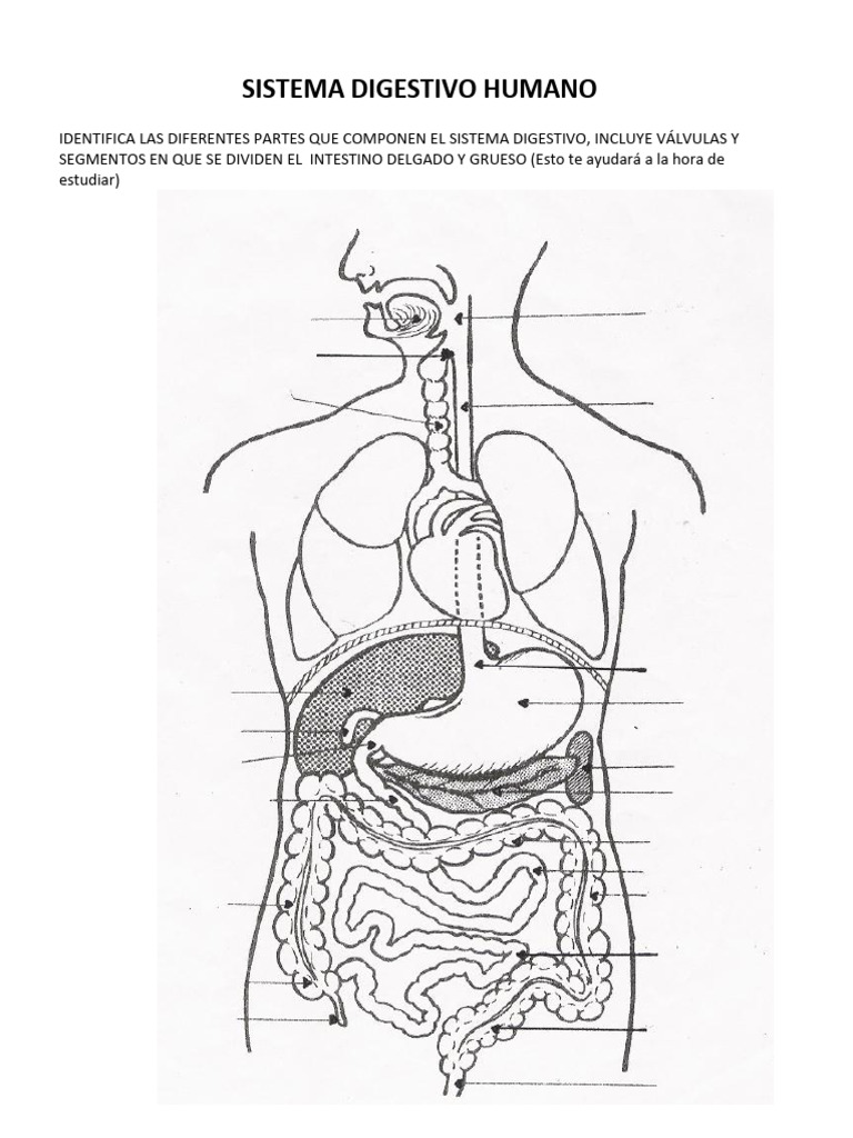 1a Alumno Esquema Digestivo Humano Pdf