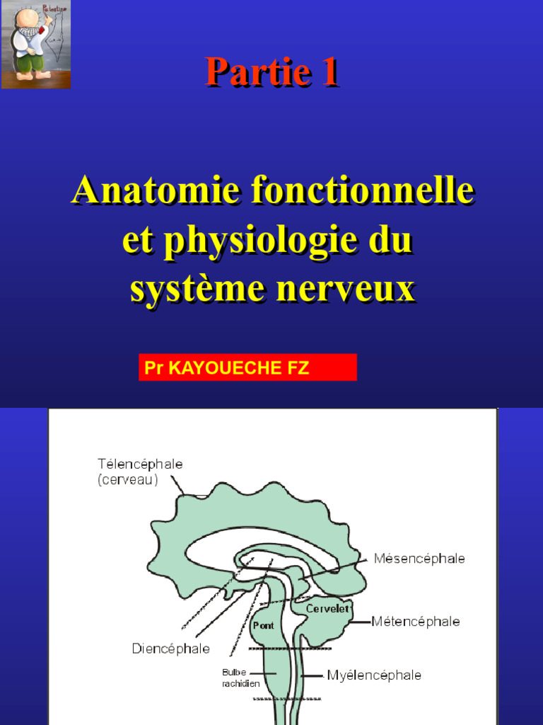 Neuro part 1 pdf nerf syst me nerveux central
