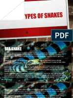 Types of Ppttss Snakes