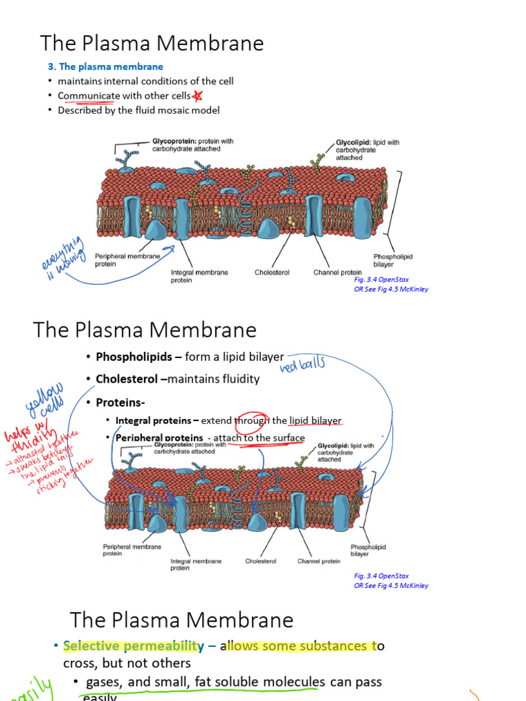 Year 1 | PDF | Cell Membrane | Lipid Bilayer