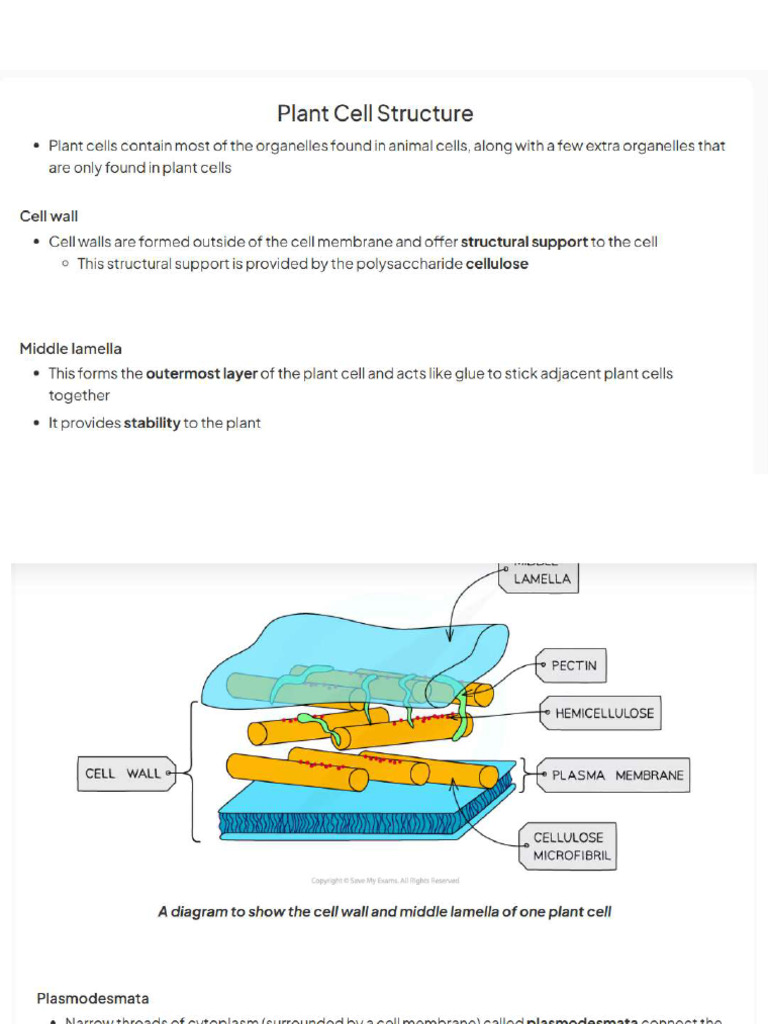 PLANT CELL STRUCTURE PDF visual data 6