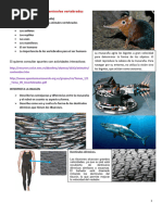 6 El Reino Animales Los Animales Vertebrados