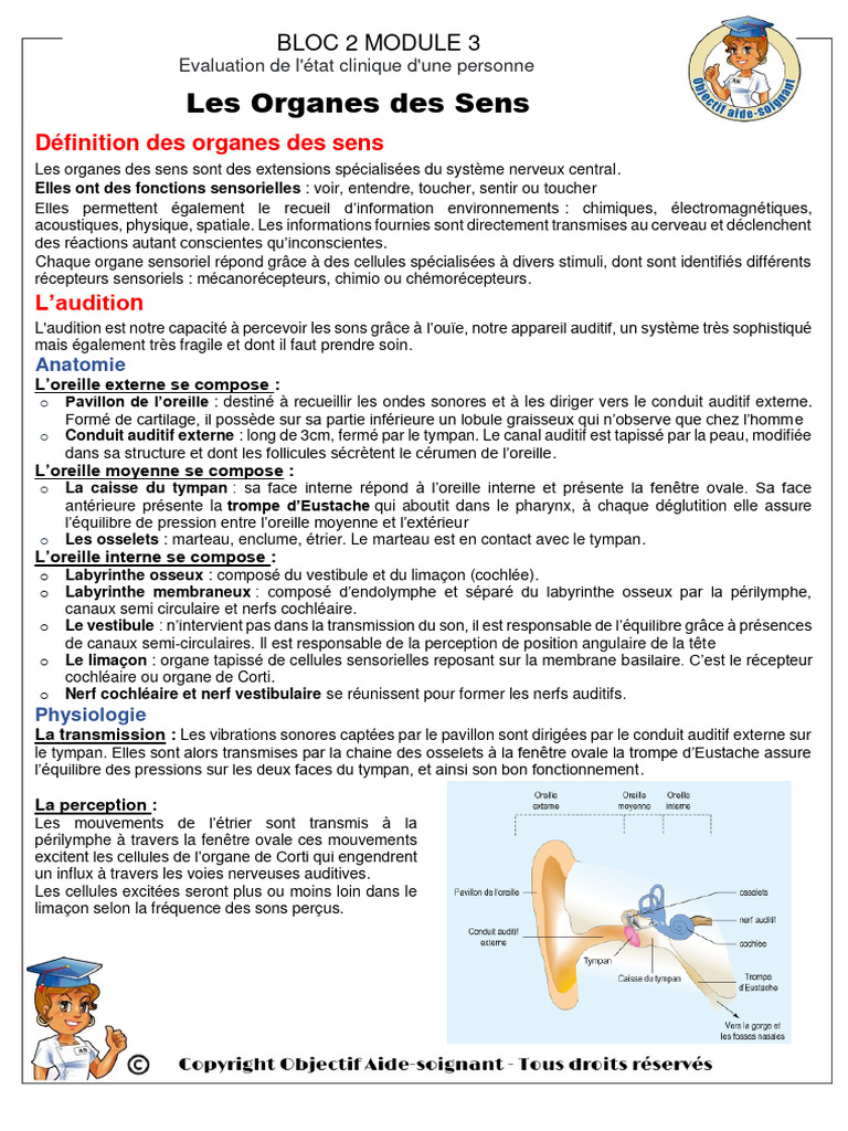 Anatomie et Fonctions des Organes des Sens | PDF | Oreille | Sens ...