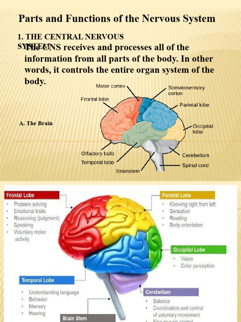 Brain | PDF | Central Nervous System | Nervous System