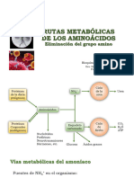 Ciclo de La Urea