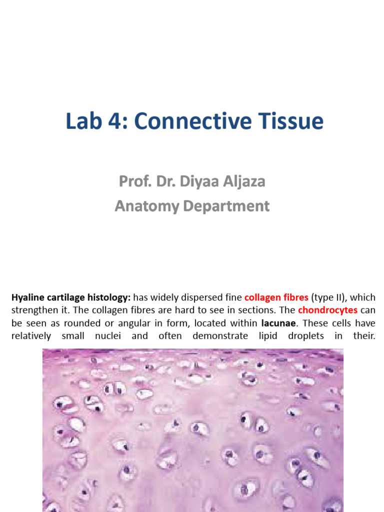 Connective Tissue Histology Overview | PDF