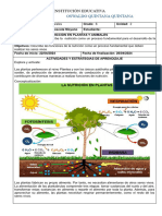 Guía 13 Nutrición en Plantas Sexto Grado