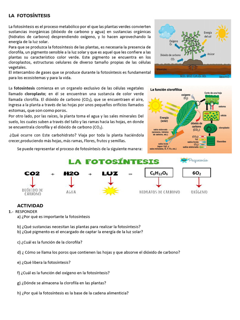 LA FOTOSÍNTESIS[1] | PDF | Fotosíntesis | Plantas