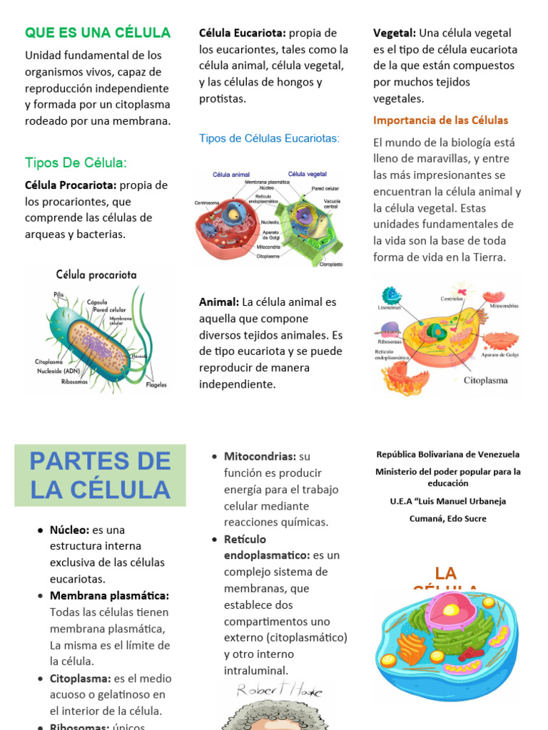 Tipos y Partes de la Célula | PDF | Biología Celular) | Citoplasma