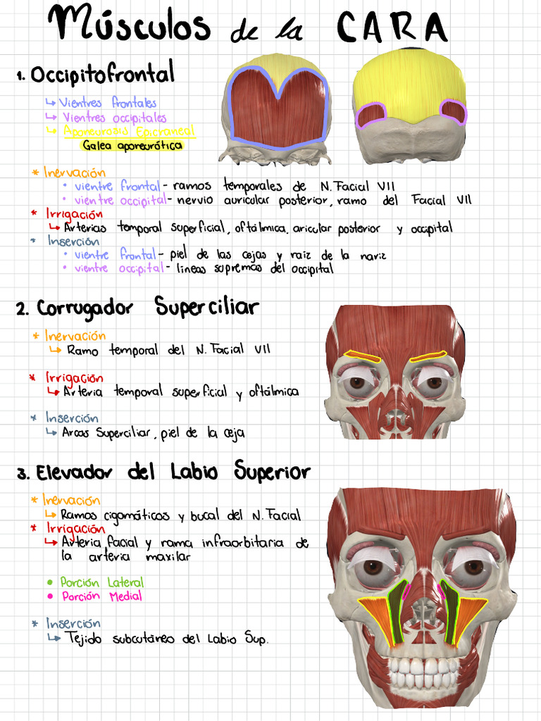 Músculos de la cara | PDF | Ca…