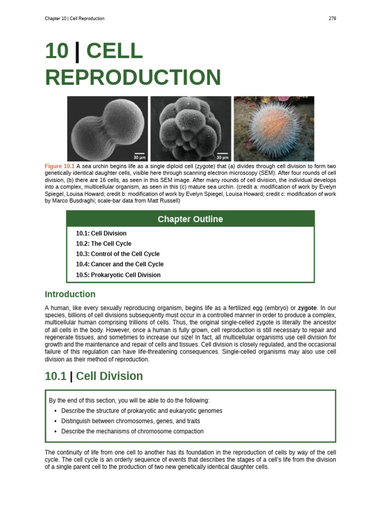 Cell Reproduction Overview | PDF | Mitosis | Cell Cycle