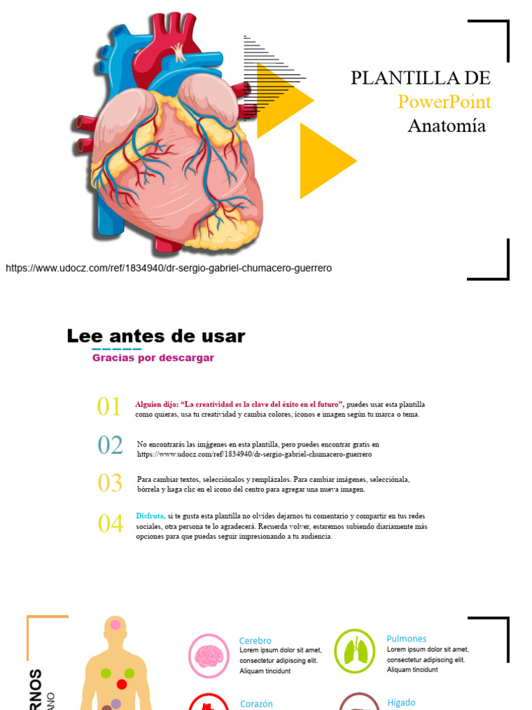 Plantilla De Powerpoint De Anatomia 1 Pdf Anatomía Morfología
