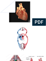 Arterias de Cuello y Cabeza (Autoguardado)