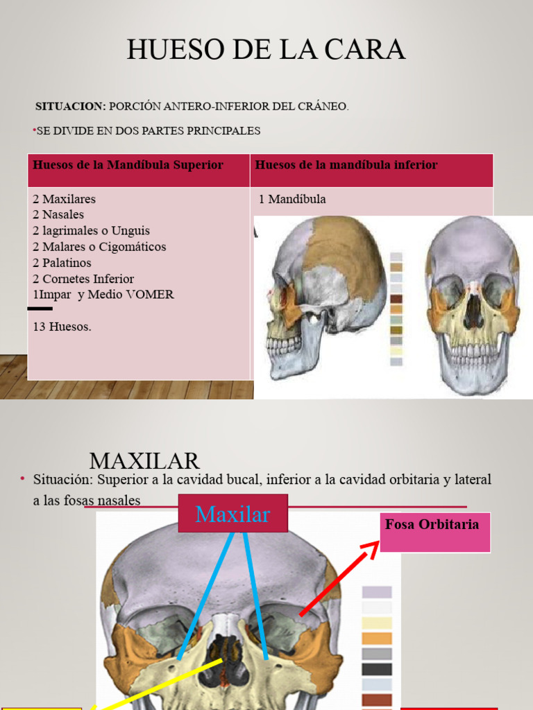 Huesos de la cara pdf cabeza y cuello humanos sistema esquel tico