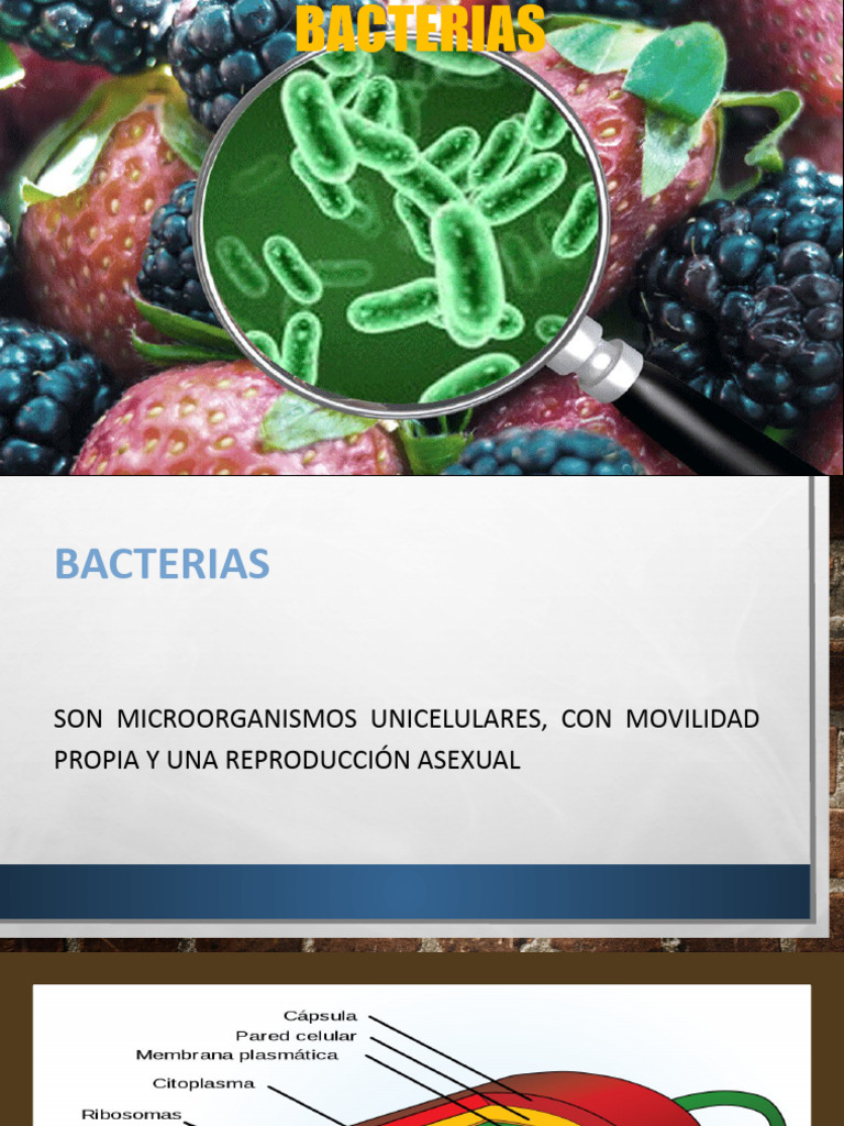 Tema 05 - Bacterias | PDF | Las bacterias | Alimentos