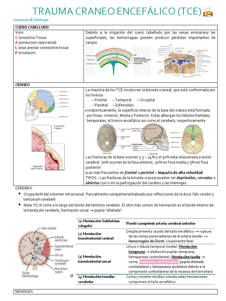 Trauma Craneoencefálico: Anatomía y Lesiones | PDF | Fluido