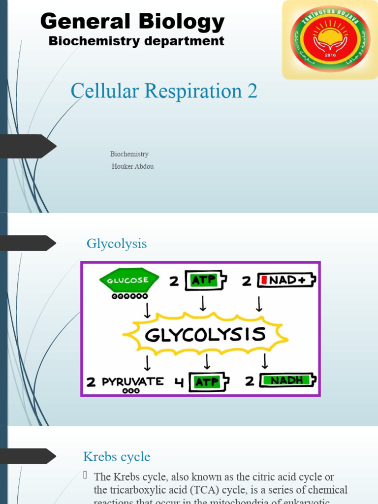 Cellular Respiration 2 Pdf